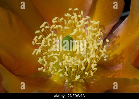 Kaktusblüten (Opuntia sp.) Im südlichen Zentrum von Utah Stockfoto