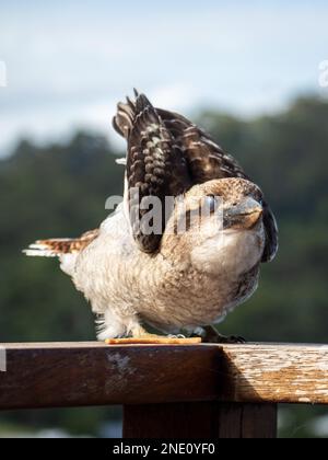 Ein Kookaburra, australischer einheimischer Vogel, nach vorne gelehnte Flügel angehoben, drittes Augenlid geschlossen Stockfoto