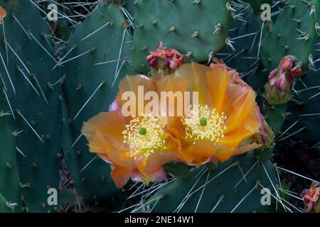 Kaktusblüten (Opuntia sp.) Im südlichen Zentrum von Utah Stockfoto