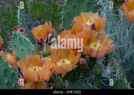 Kaktusblüten (Opuntia sp.) Im südlichen Zentrum von Utah Stockfoto