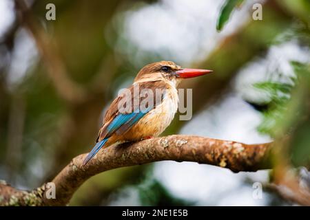 Der braunköpfige Königsfischer (Halcyon albiventris), sehr detailliert, sitzt eindeutig auf einem Zweig in natürlicher Umgebung und blickt in die Kamera. Afrikanisch Stockfoto