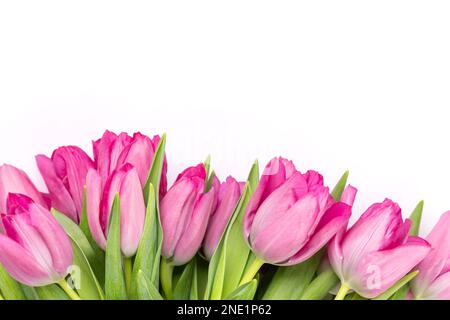 Frische rosa Tulpenblüten. Isoliert auf weißem Hintergrund Stockfoto