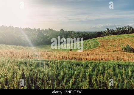 Terrassen auf der tropischen Insel Bali mit Morgensonne Stockfoto