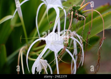 Mehrere Blumenstiele Von Hymenocallis Littoralis Sind Pure White, Am Nachmittag Des Dorfes Daya Baru Stockfoto
