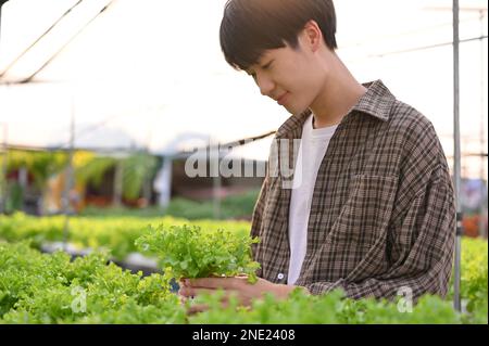 Glücklicher junger asiatischer männlicher Bauernhof-Besitzer, der die Qualität der hydroponischen Plantage prüft, arbeitet im Gewächshaus. Stockfoto