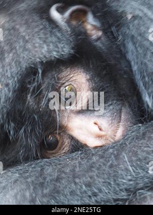 Nahaufnahme von Ateles Chamek (schwarzer Spinnenaffe. Serere Reserve, Bolivien Stockfoto