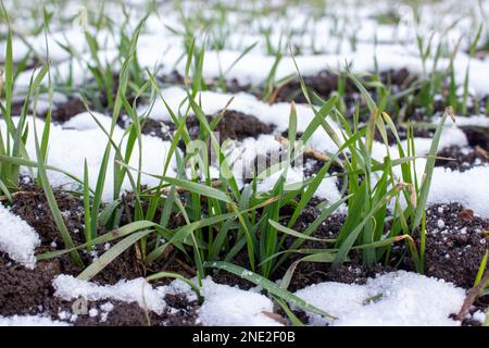 Weizensprossen mit Winterweizenblättern aus dem Schnee. Stockfoto