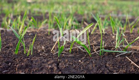 Gerstenblätter, die im Frühjahr aus dem Boden wuchsen. Nahaufnahme von Sprossen junger gekeimter Pflanzen. Stockfoto