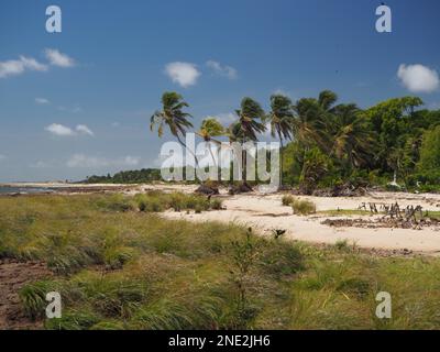 Palmen am Strand, Ilha de Marajó, Brasilien Stockfoto