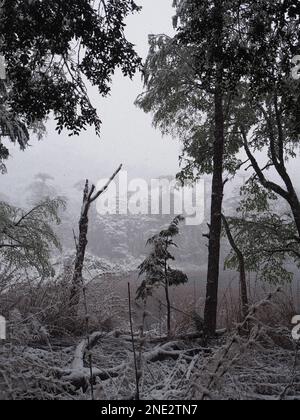 Schnee auf den Bäumen im Huerquehue-Nationalpark, Pucon, Chile Stockfoto