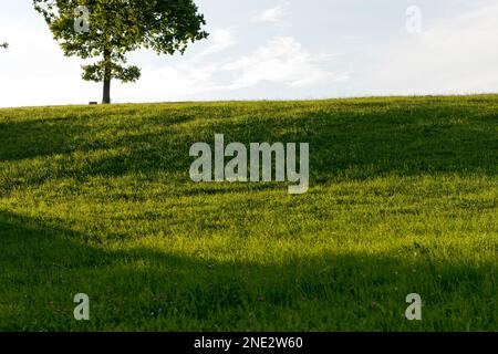 Eine große, frische, leere Wiese erstreckt sich bis zum Horizont mit einem Baum auf der Spitze und einem blauen Himmel in der Sonne. Stockfoto