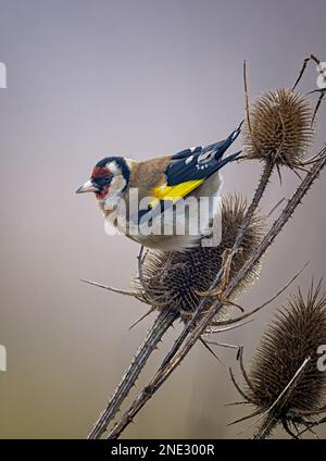 Goldfinch Carduelis carduelis auf einer Teasel Head-Fütterung in Lincolnshire, großbritannien Stockfoto