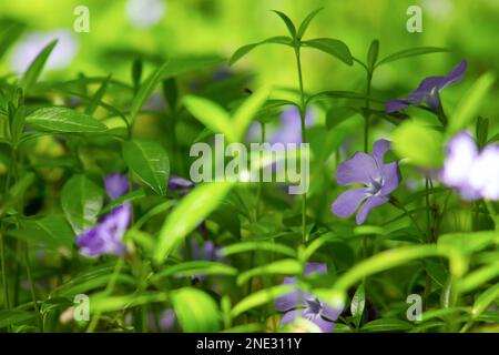 Violette Nahaufnahme mit Perlblüten, selektiver Fokus durch grüne Blätter. Stockfoto
