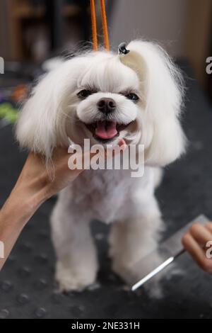 Süßer malteser Hund in der Tierklinik. Der Groomer-Spezialist bürstet Tierfelle mit dem Kamm. Haustier-Pflegesalon-Konzept Stockfoto