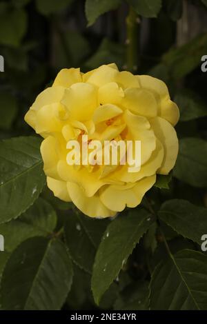 Eine wunderschöne gelbe Rose in voller Blüte - Eine wunderschöne gelbe Rose in voller Blüte Stockfoto