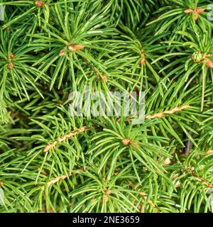 Zur Textur kleiner Zweige der dekorativen Gartenfichte. Stockfoto