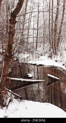 Waldbach mit braunem Wasser fließt durch den verschneiten Wald. Stockfoto