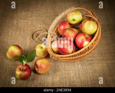 Herbsternte, ein Korb mit hellen Äpfeln auf einem Hintergrund aus Leinenholz. Stockfoto