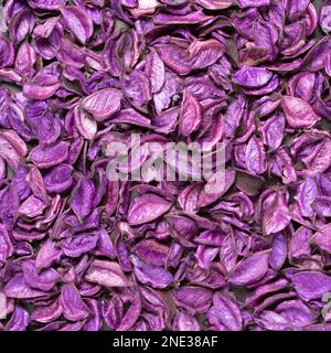 Leuchtend gefärbter Hintergrund großer getrockneter Lavendelblumen. Stockfoto
