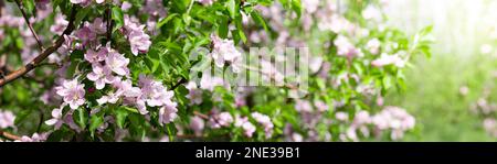 Panorama blühender Apfelbäume im Garten. Stockfoto