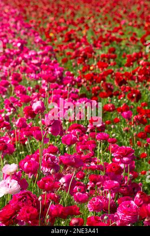 Rosa und rote Ranunkeln Blumen in Carlsbad, Kalifornien Stockfoto