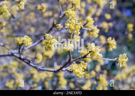 Cornus mas, Cornelianische Kirsche, Cornel, essbarer Hundehai, Cornus mascula, Milchstrauch, kleine Haufen winziger, hellgelber Blumen Stockfoto