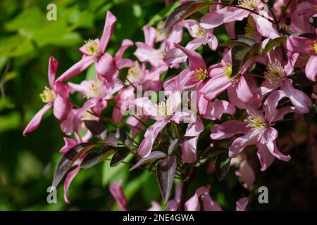 Clematis Warwickshire Rose, Laubkletterer mit dunklen Dreilappen-Blättern, Blüten blass bis mittelrosa Stockfoto