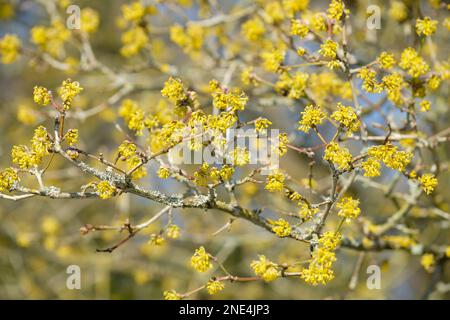 Cornus Mas, Cornelianische Kirsche, Milchstrauch, kleine Haufen winziger, hellgelber Blumen Stockfoto