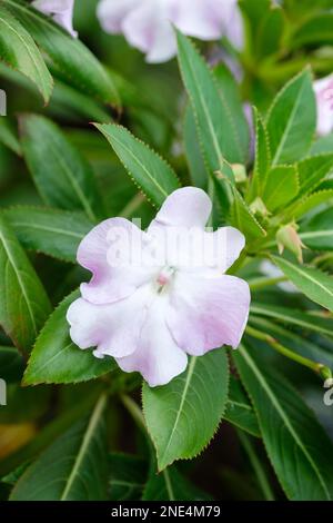 Impatiens sodenii, immergrüne, ganzjährige, gezahnte, dunkelgrüne Blätter, blassrosa/weiße Blumen Stockfoto