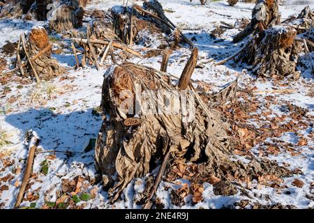 Gunnera manicata, brasilianischer Riesenrhabarber, Riesenrhabarber, Winterschutz kälteempfindlicher Rhizonen mit getrockneten Blättern und Blattschimmelpilzen Stockfoto