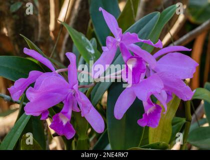 Nahaufnahme der leuchtend lila und weißen Blüten von Cattleya Orchideen, die im Freien auf natürlichem Hintergrund blühen Stockfoto