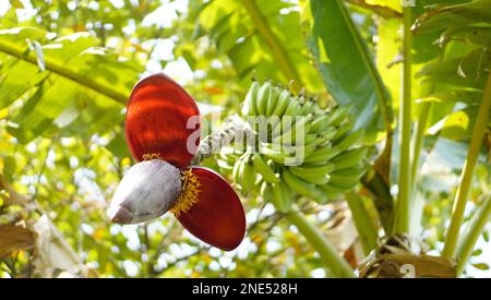 „Die vielseitige und nahrhafte Banane: Von Obst zu Blume“ Stockfoto