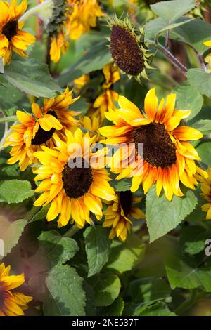 Sonnenblumen im englischen Cottage Garden Stockfoto