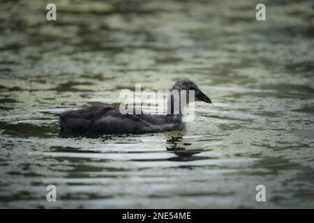 Eine eurasische Karotte (Fulica atra), die in einem Sumpf schwimmt Stockfoto