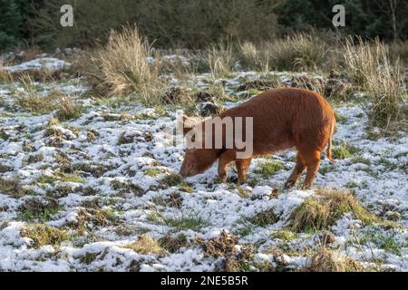 Schwein Tamworth (Sus scrofa domesticus), Fütterung auf frostbedecktem Feld, Dumfries, Südschottland Stockfoto