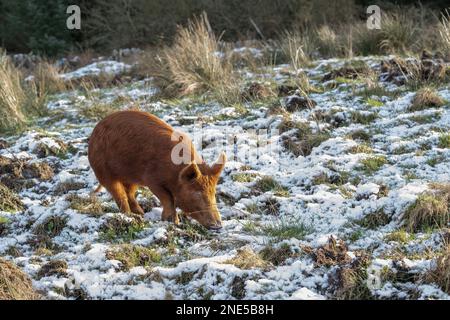 Schwein Tamworth (Sus scrofa domesticus), Fütterung auf frostbedecktem Feld, Dumfries, Südschottland Stockfoto