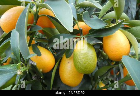 Kleiner Kumquatbaum in einem Gartenzentrum mit Orangenkumquatfrüchten. Stockfoto