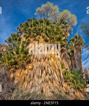 Riesige verschlungene Palmen, andere Laubbäume wachsen darauf, Wüstenpalmenhaine in der Cottonwood Spring Oase, Joshua Tree National Park Kalifornien Stockfoto