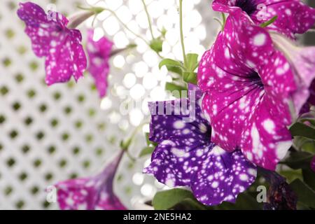 Wunderschöne Petunienblumen vor verschwommenem Hintergrund, Nahaufnahme Stockfoto