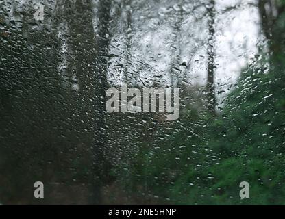 Stark aussehende Baumstümpfe, die im Winter durch die regenbedeckte Windschutzscheibe gesehen werden. Stockfoto