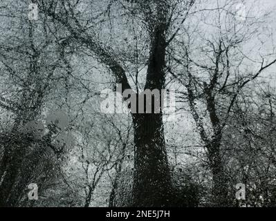 Stark aussehende Baumstümpfe, die im Winter durch die regenbedeckte Windschutzscheibe gesehen werden. Stockfoto