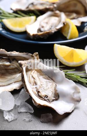 Frische Austern mit Zitrone, Rosmarin und Eis auf grauem Tisch, Nahaufnahme Stockfoto