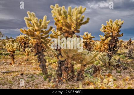 Teddybear Cholla Cacti im Cholla Cactus Garden, Pinto Basin, Colorado Desert, Joshua Tree National Park, Kalifornien, USA Stockfoto