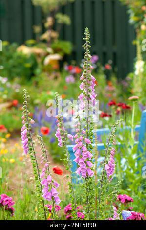 Eine Nahaufnahme der Digitalis-Blüten aus Fuchshandschuhen in einem hübschen Sommerblumenrand neben einer Gartenbank mit einem Holzzaun im Hintergrund. Stockfoto