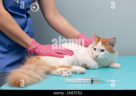 Der Tierarzt sediert eine Katze während einer Untersuchung. Der Tierarzt untersucht eine Katze, die auf einem medizinischen Tisch liegt. Tierarzt gibt einer Katze eine Injektion Stockfoto