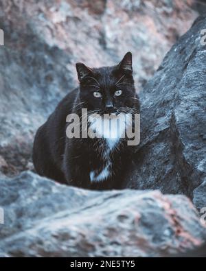 Schwarz-weiße Katze, die bei Felsen sitzt Stockfoto
