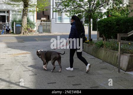 London - 04 18 2022: Mädchen führt ihren Hund in Willesden Stockfoto