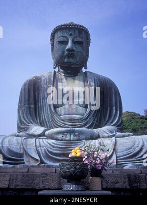 Japan, Tokio, Kamakura, der Daibutsu oder große Buddha stammen aus dem Jahr 1252 und sind 11,3 Meter hoch und wiegen 900 Tonnen. Stockfoto