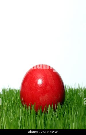 Rot gefärbtes Osterei in frischem Gras Stockfoto