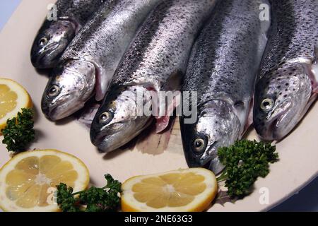 Forelle (Salmo trutta), frische Forellen mit Zitronenscheiben und Petersilie Stockfoto